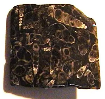 Turritella Agate