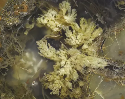 Mojave Plume Agate